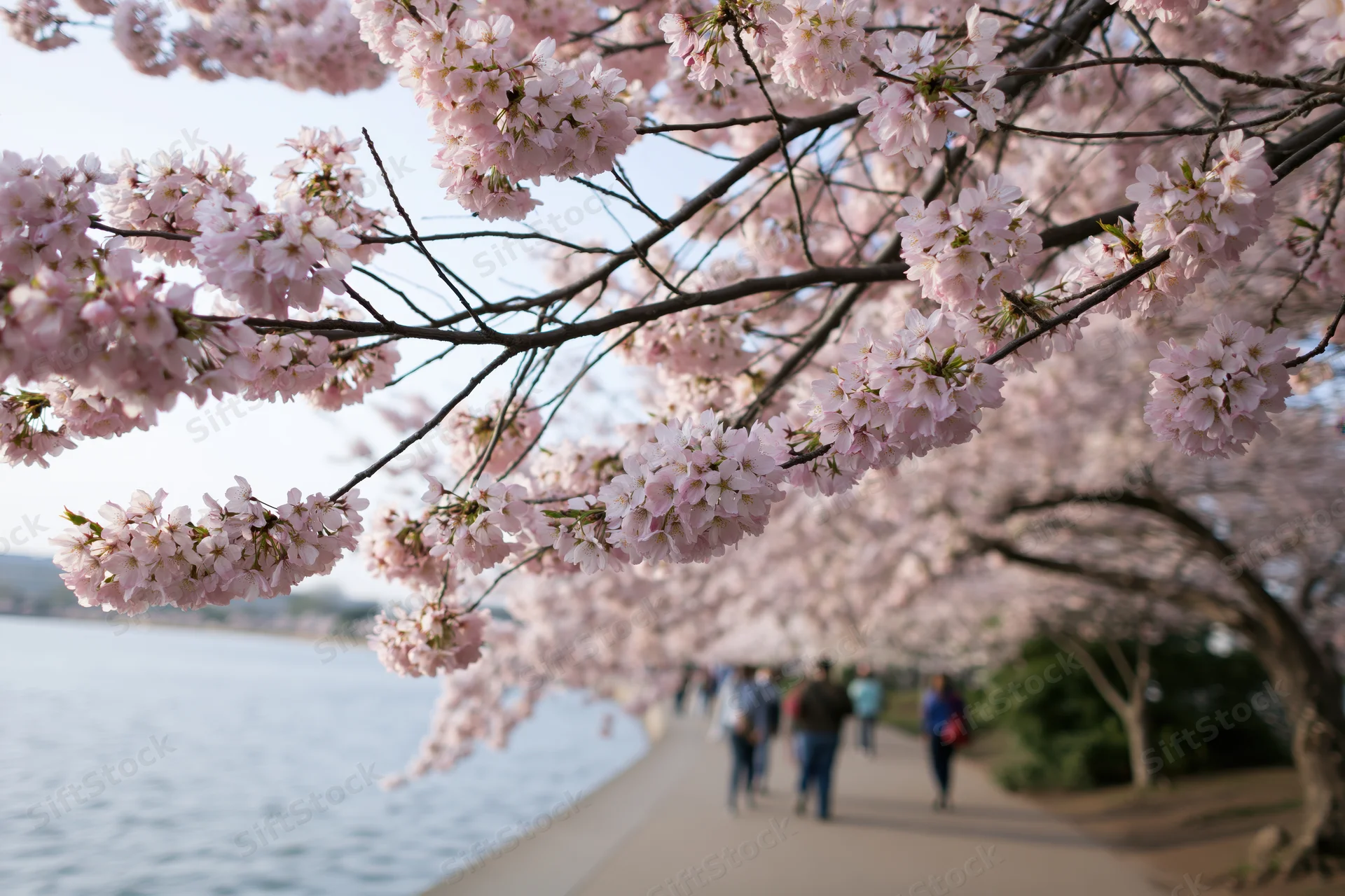 Cherry blossom branches heavy with pale pink flowers framing a pathway beside a lake with people walking in the background