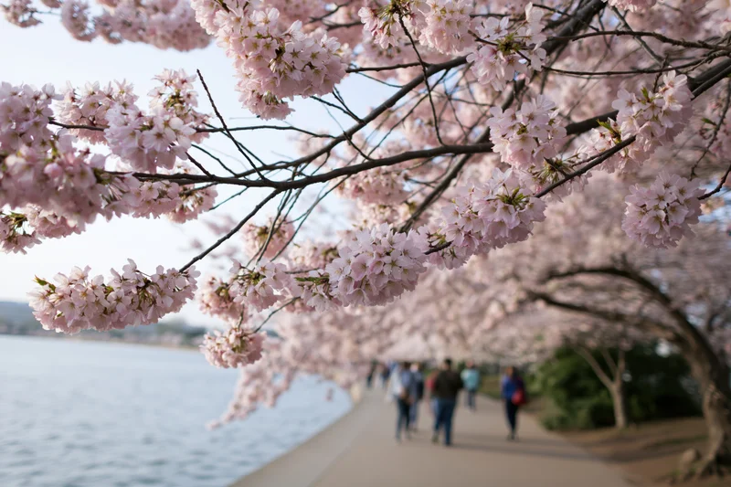 Cherry blossom branches heavy with pale pink flowers framing a pathway beside a lake with people walking in the background