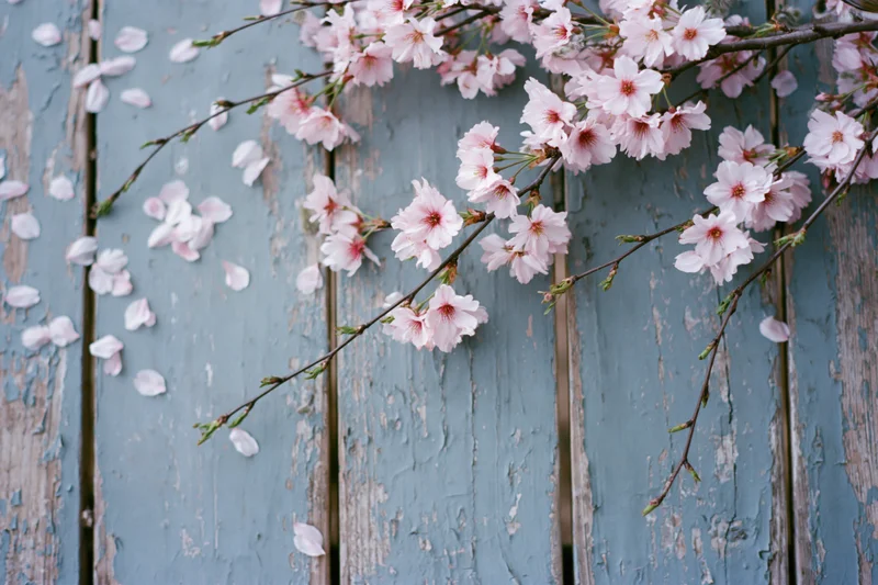Cherry blossom branches with scattered petals lying on weathered blue wooden planks