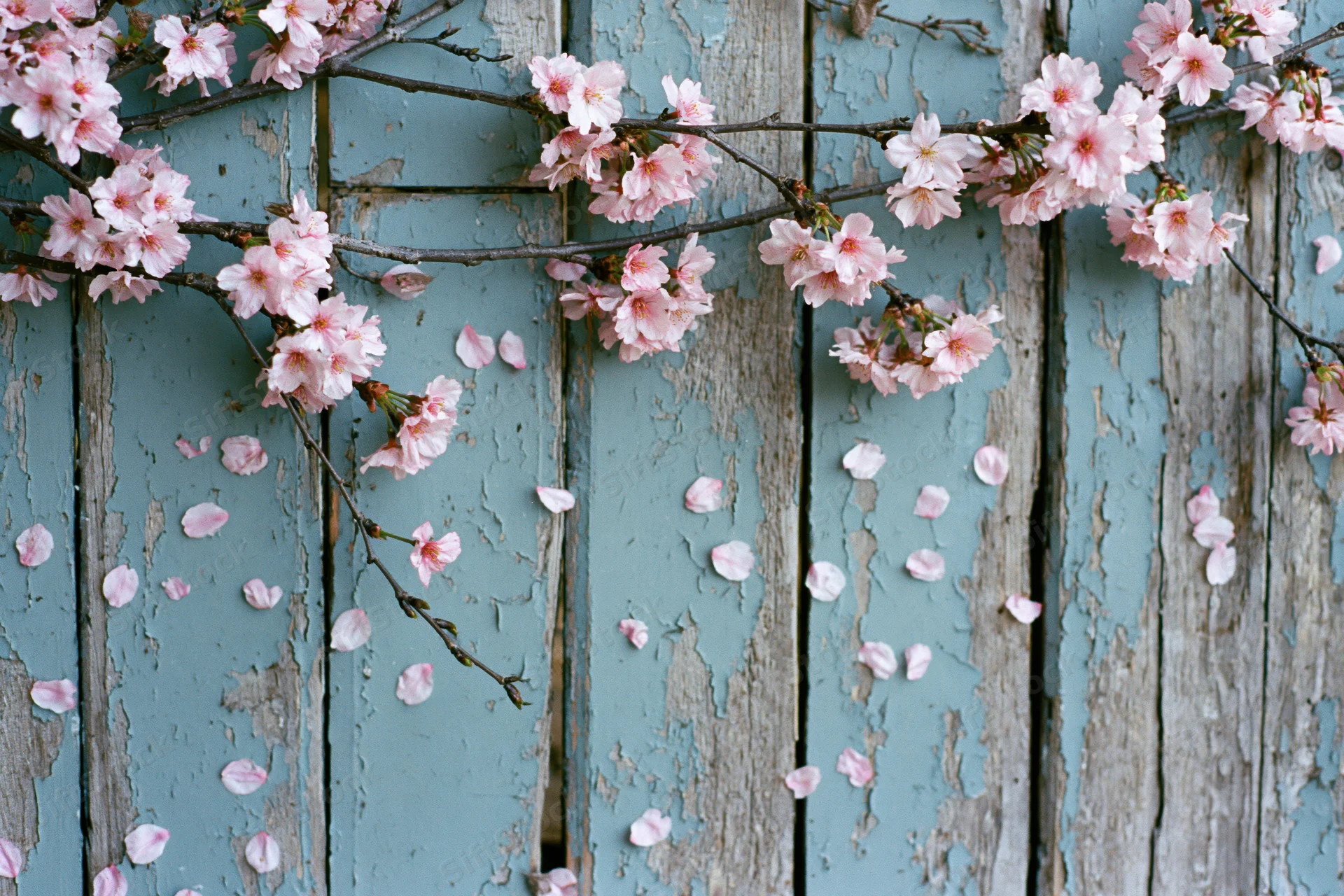 Cherry blossom branches with falling petals arranged across a weathered blue wooden fence