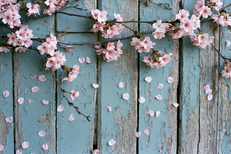 Cherry blossom branches with falling petals arranged across a weathered blue wooden fence