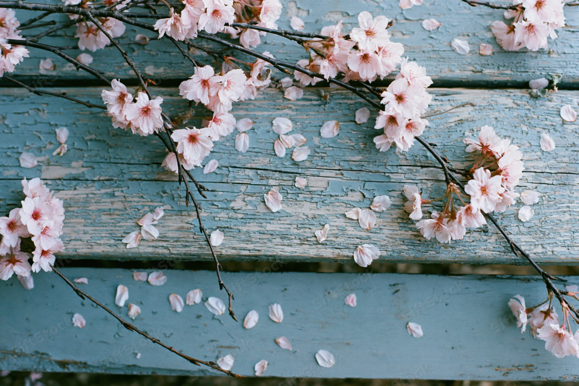 Cherry blossom branches with scattered petals laid flat on weathered blue wooden planks
