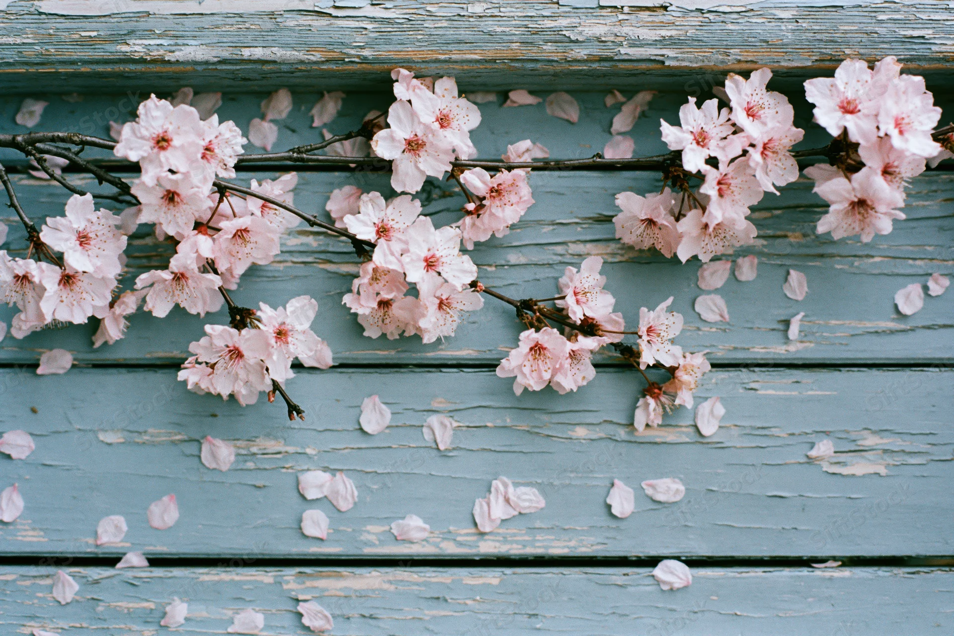 Cherry blossom branches with scattered petals laid flat on weathered blue wooden planks