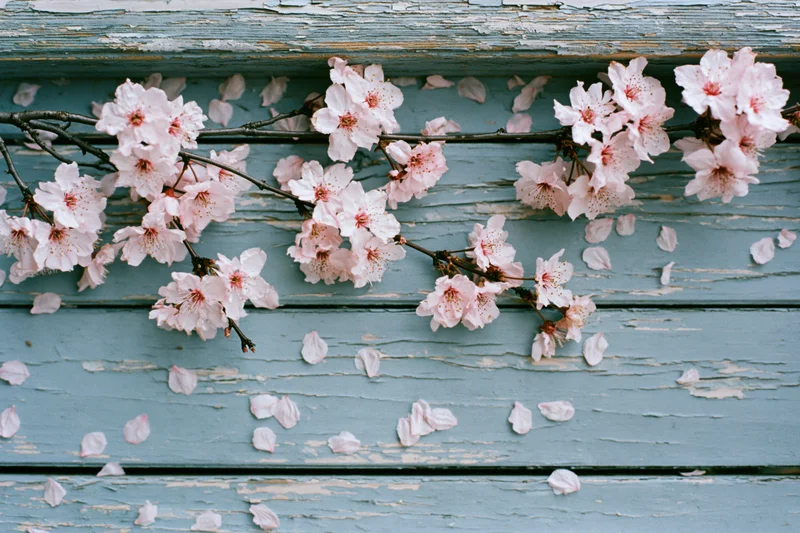 Cherry blossom branches with scattered petals laid flat on weathered blue wooden planks