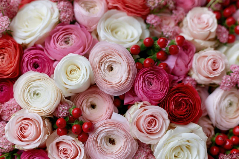 Dense flat lay of pink white and red ranunculus and roses with red berries filling the frame