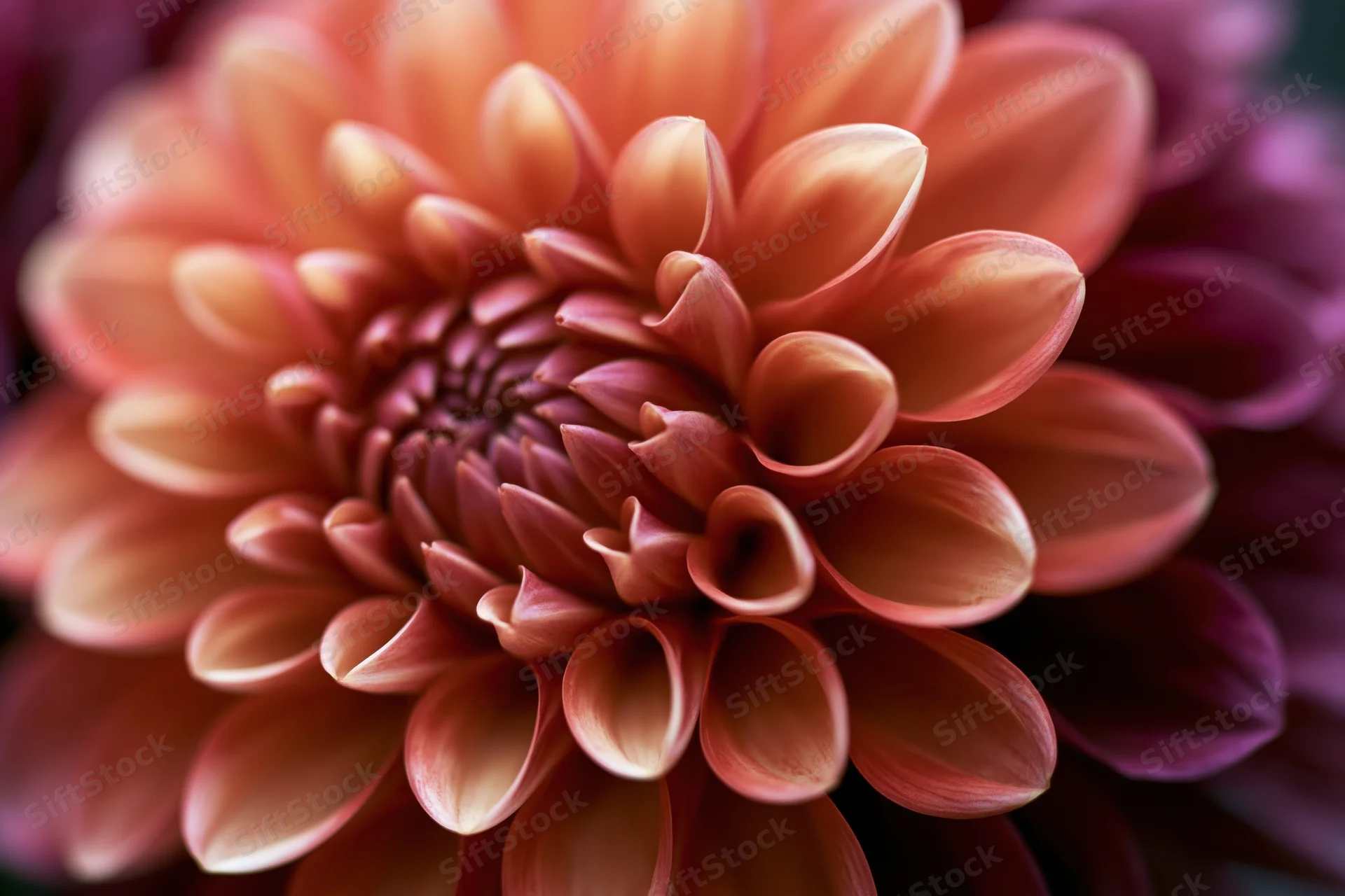 Close-up of a fully open dahlia flower with layered petals in warm orange and pink tones