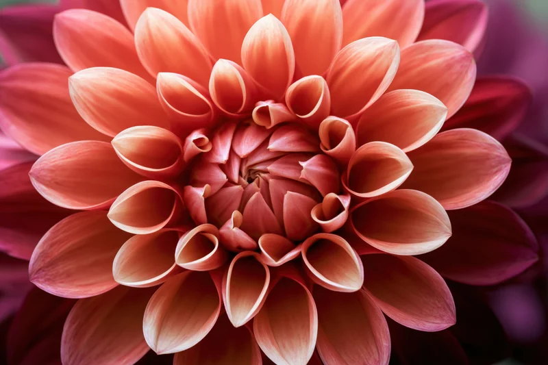 Close-up of a fully open dahlia flower with layered petals in warm orange and pink tones filling the frame