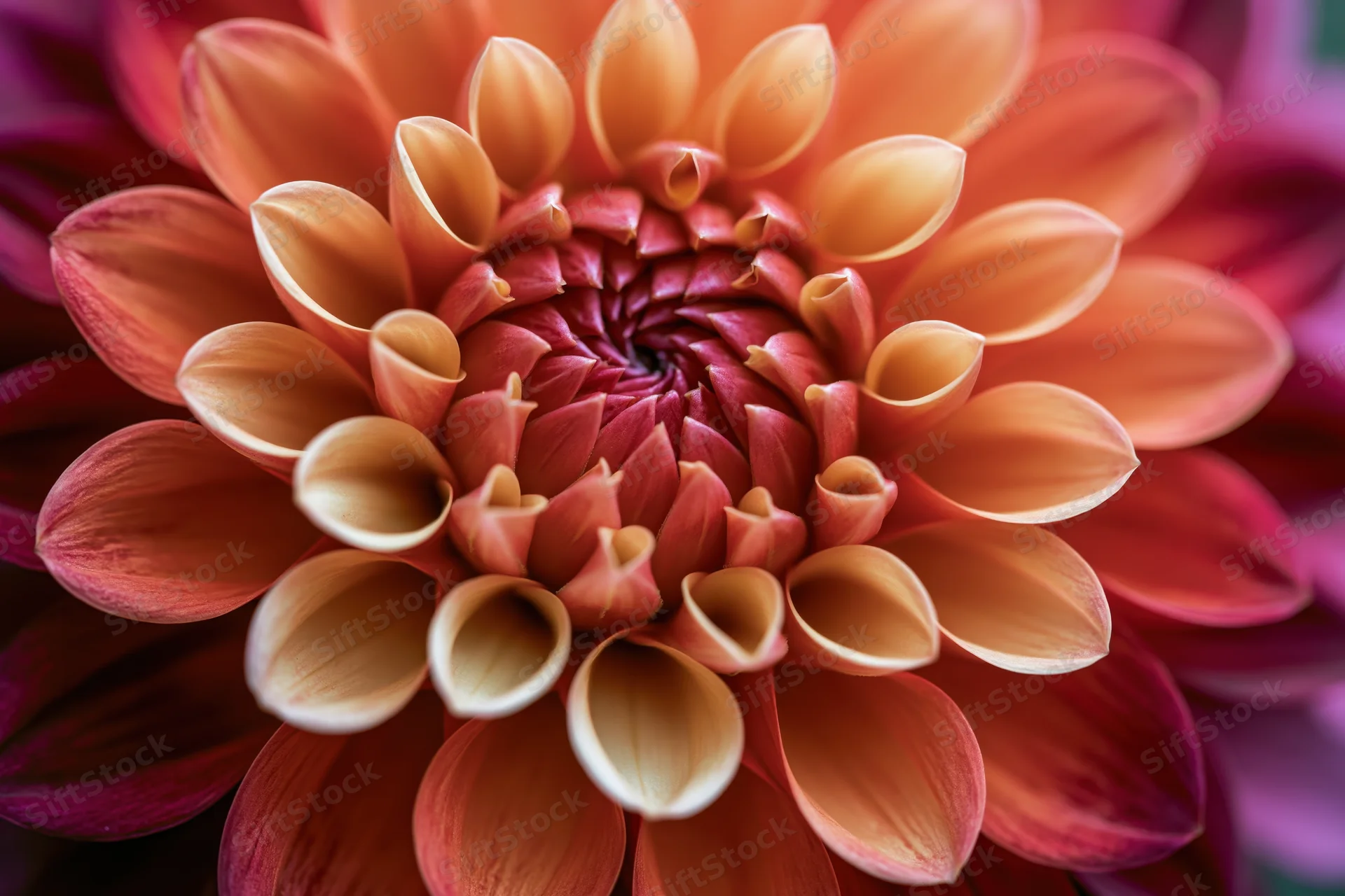Close-up of a fully open dahlia flower showing its spiral center and layered petals in warm orange and pink hues