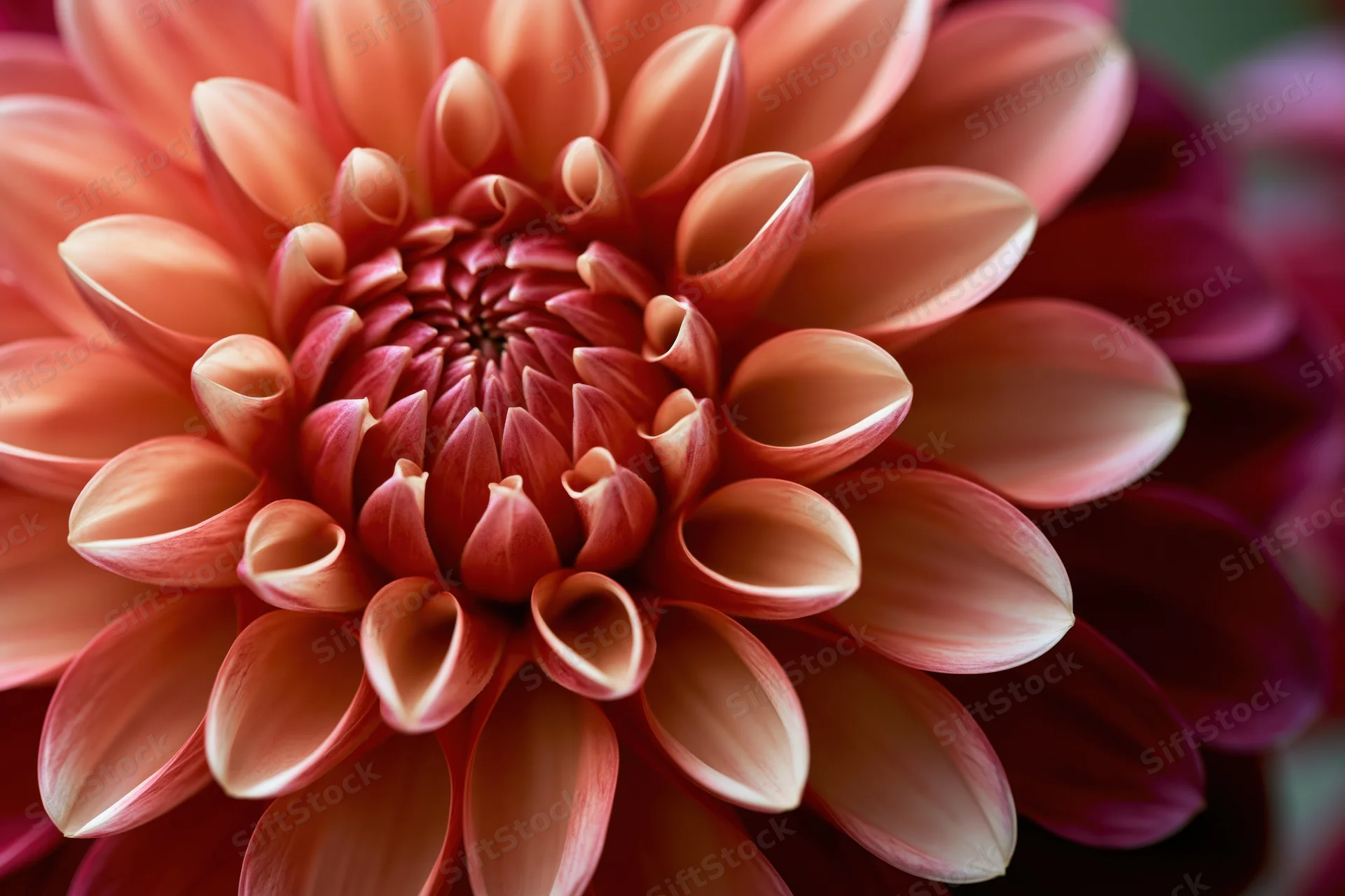Close-up of a fully open dahlia flower showing its intricate petal spiral and soft pink to orange color gradient