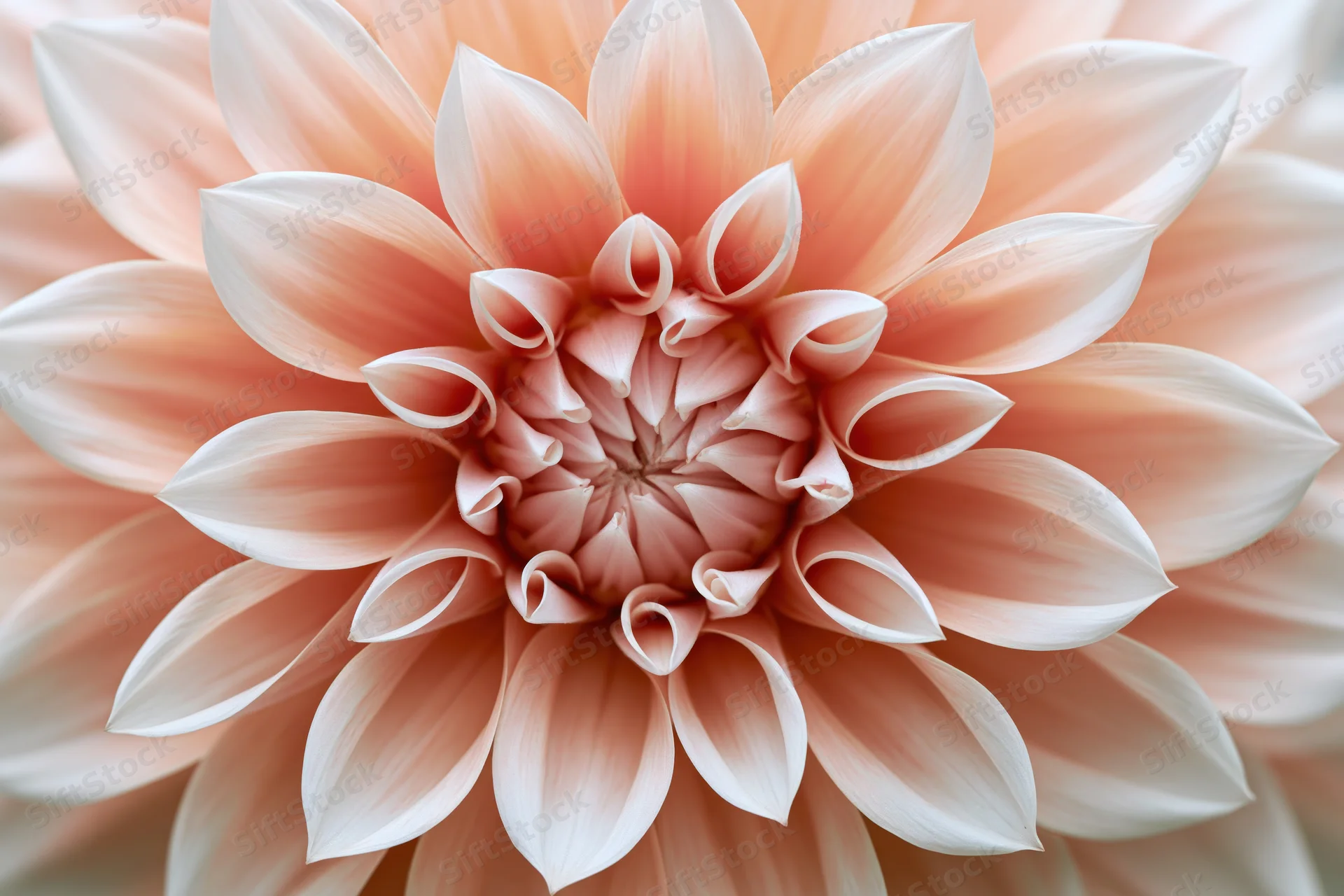 Close-up of a dahlia bloom showing its layered petals and soft pink-white coloration