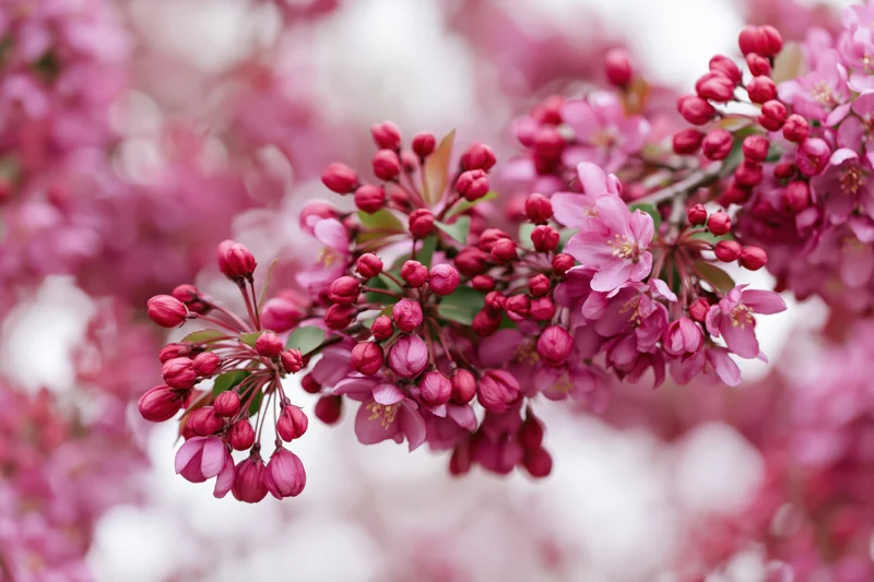 Close-up of a crabapple tree branch with deep pink blossoms and buds in spring