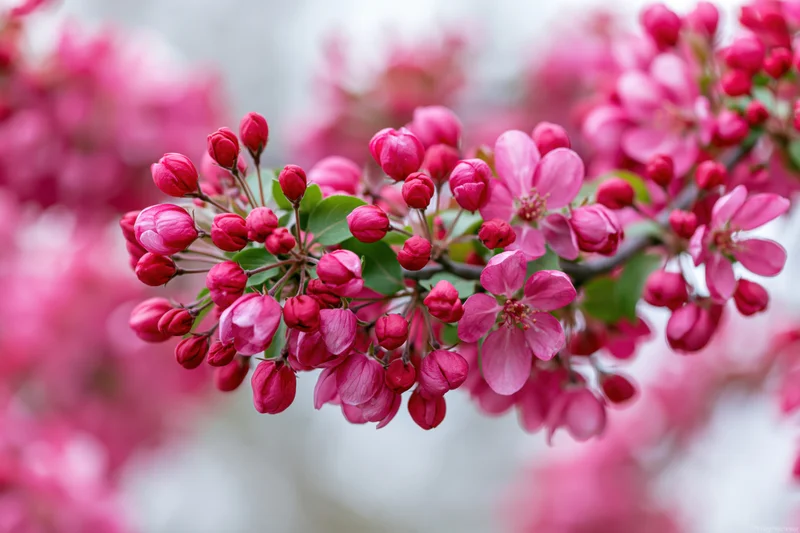 Close-up of a crabapple tree branch with deep pink blossoms and buds in spring garden