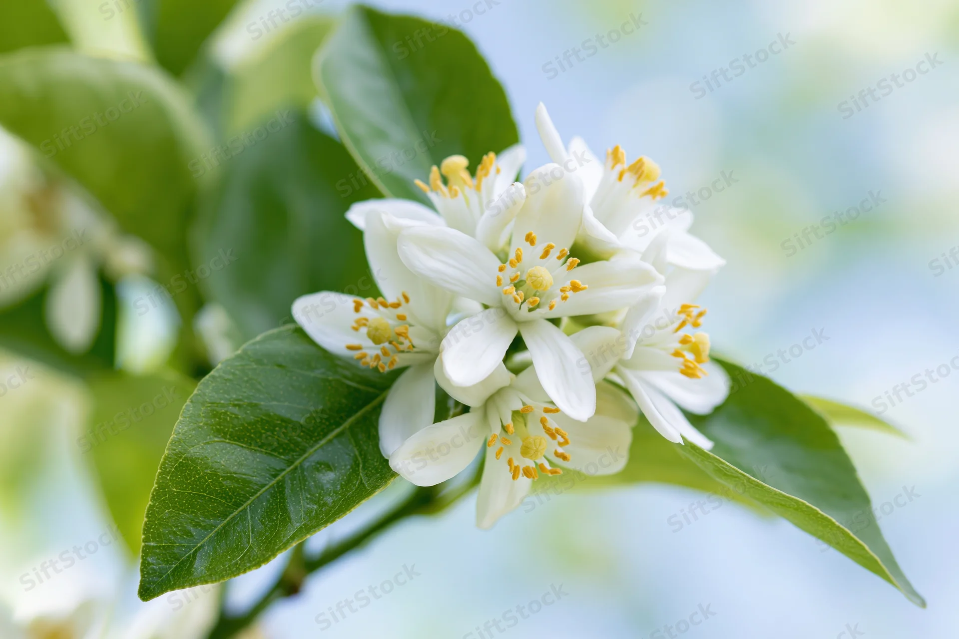 Cluster of white citrus blossoms with yellow stamens on a leafy branch in spring garden