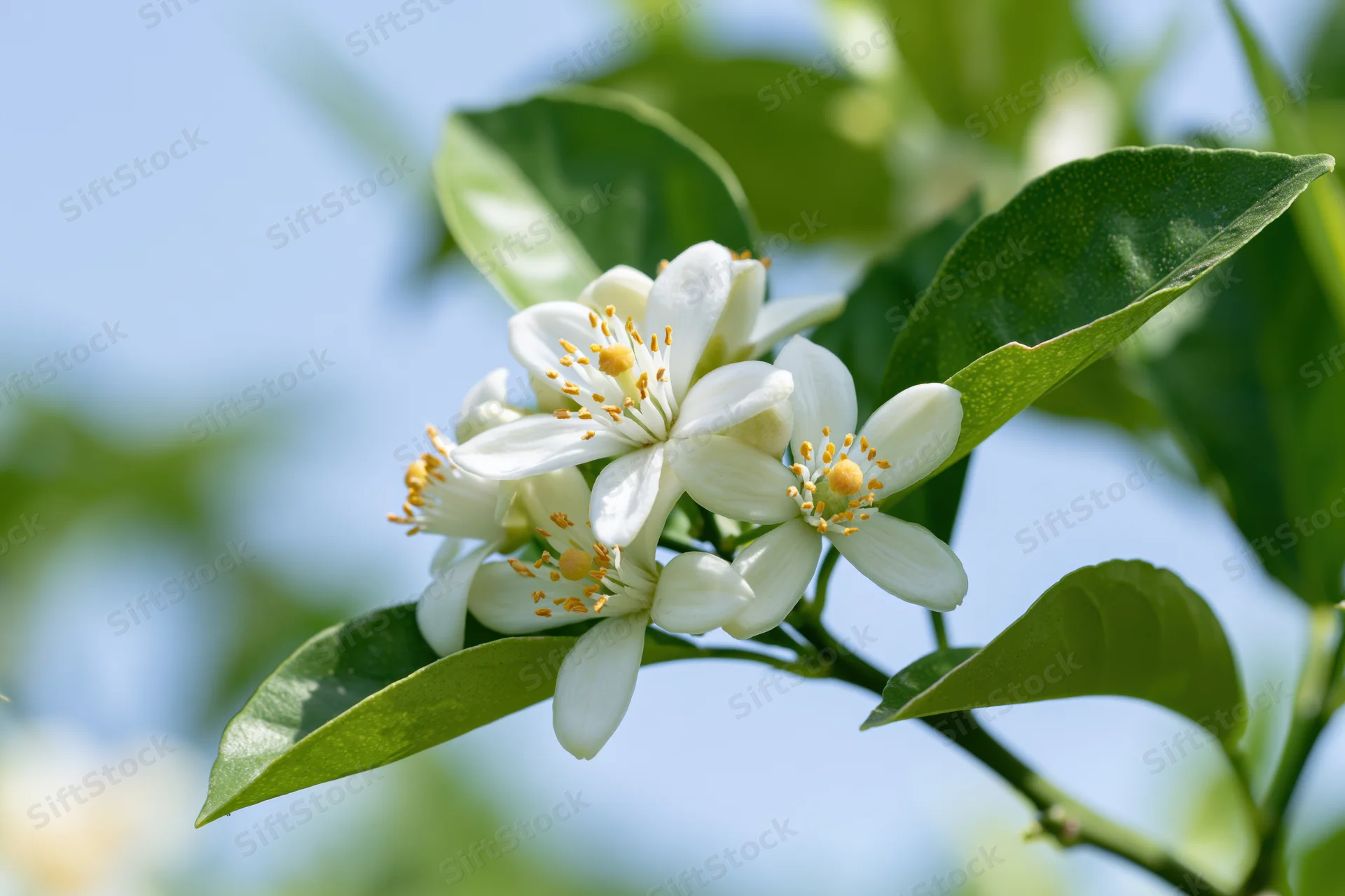 Cluster of white citrus blossoms with yellow stamens on a leafy branch against a blue sky