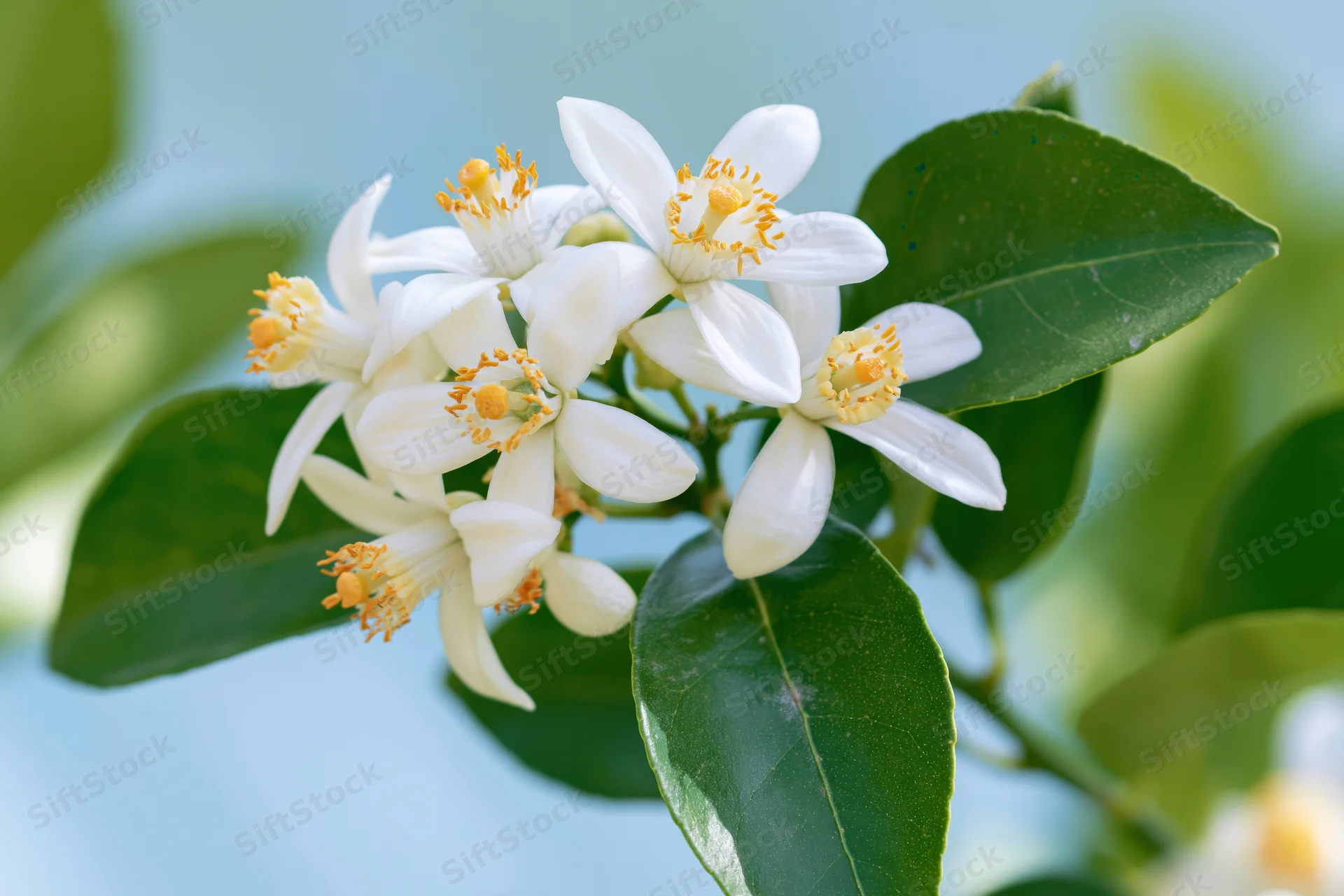 Cluster of white citrus blossoms with yellow stamens on green leaves against a soft blue sky