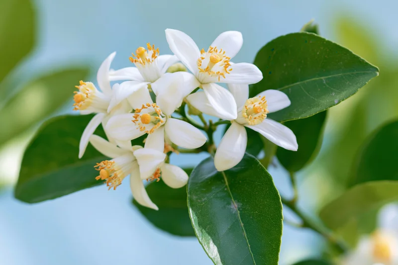 Cluster of white citrus blossoms with yellow stamens on green leaves against a soft blue sky