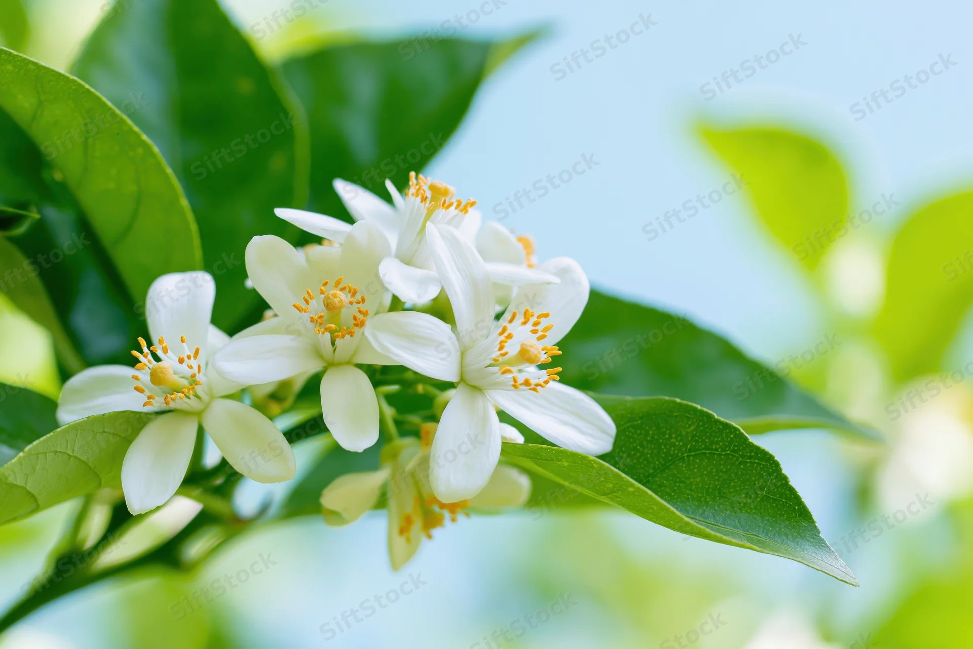 Cluster of white citrus blossoms with yellow stamens on green leaves against a soft blue sky