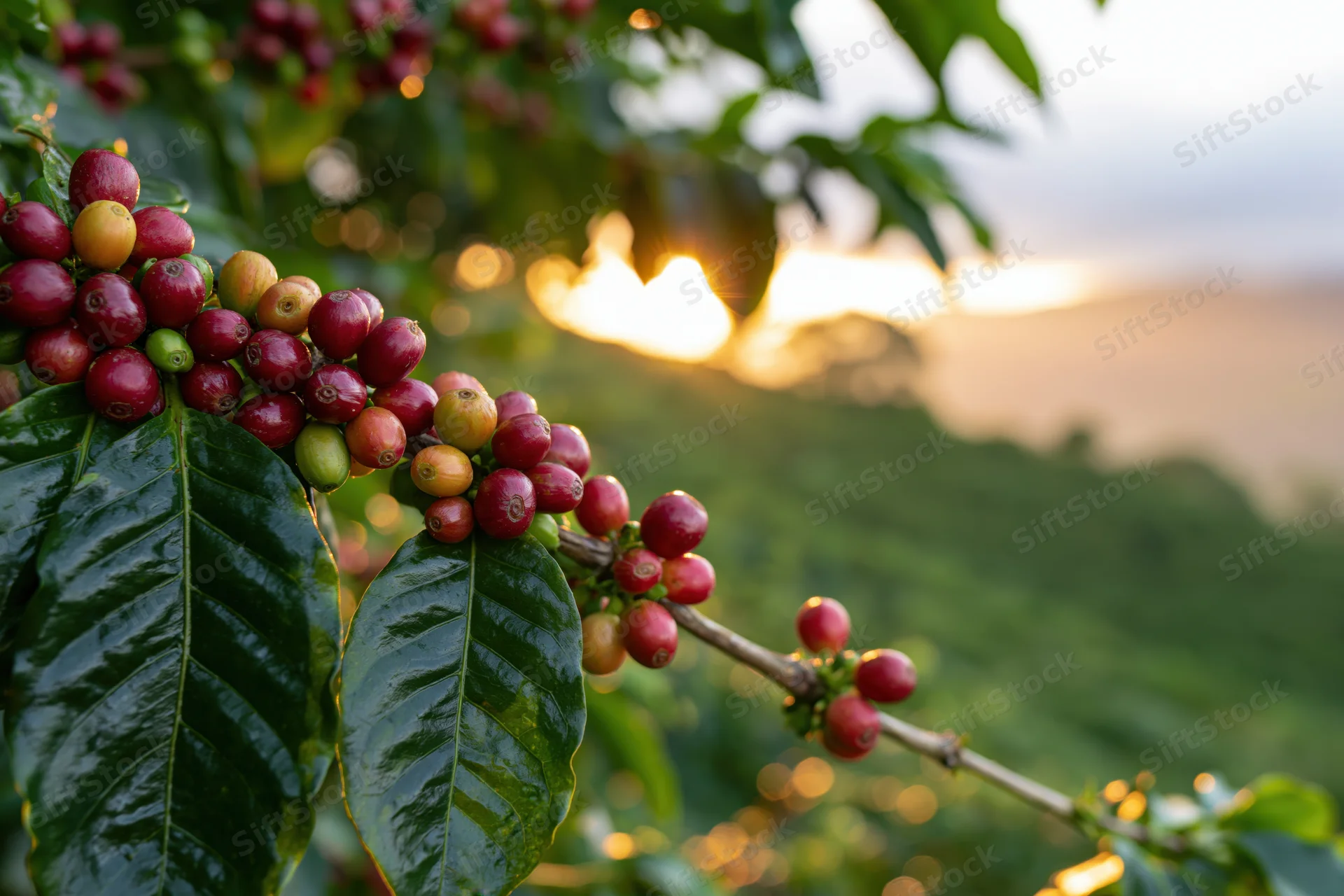 Coffee cherries in various ripeness stages on a branch with green leaves against a golden sunset over hills