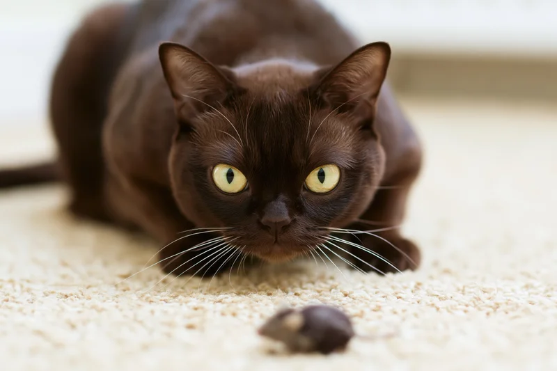 Dark brown burmese cat crouched low in hunting position on beige carpet with toy mouse in front