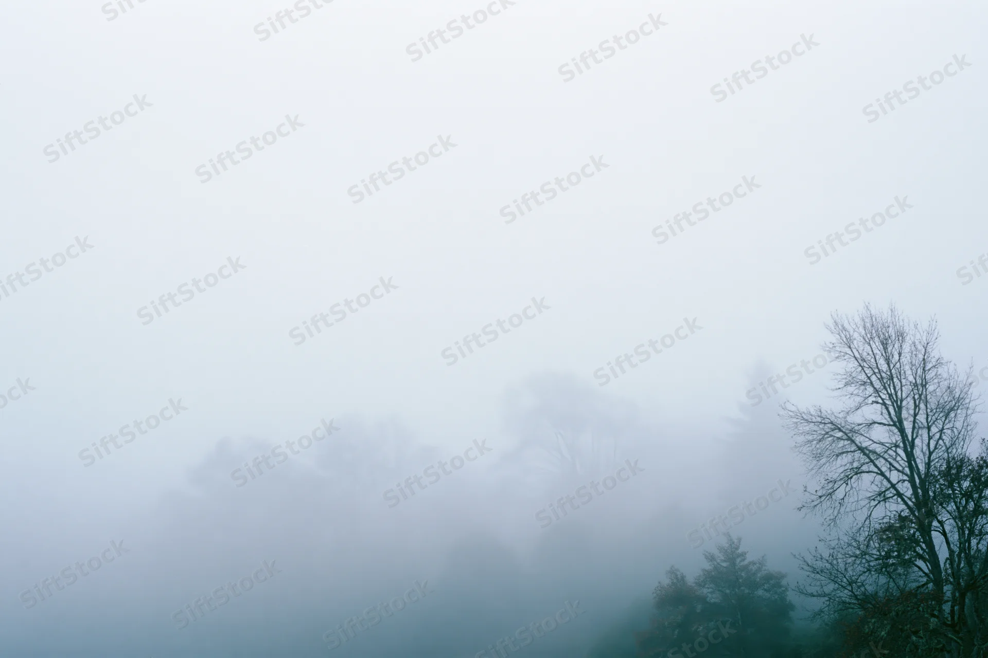 Dense fog blankets a forest treeline with bare branches and evergreen trees visible through the mist at dawn