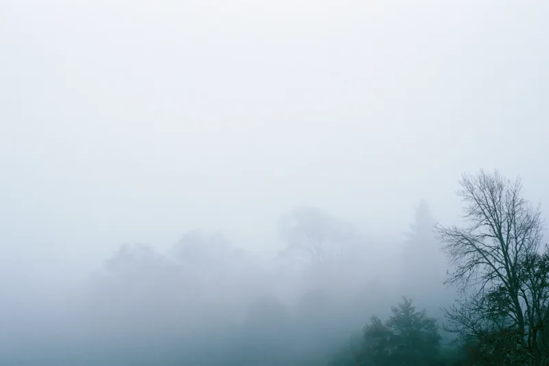 Dense fog blankets a forest treeline with bare branches and evergreen trees visible through the mist at dawn