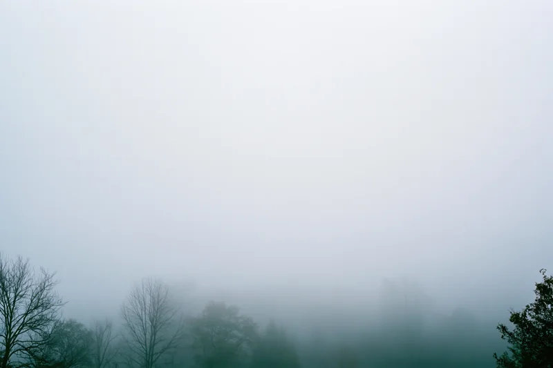 Dense fog blankets a forest treeline with bare trees and obscured canopies in the morning