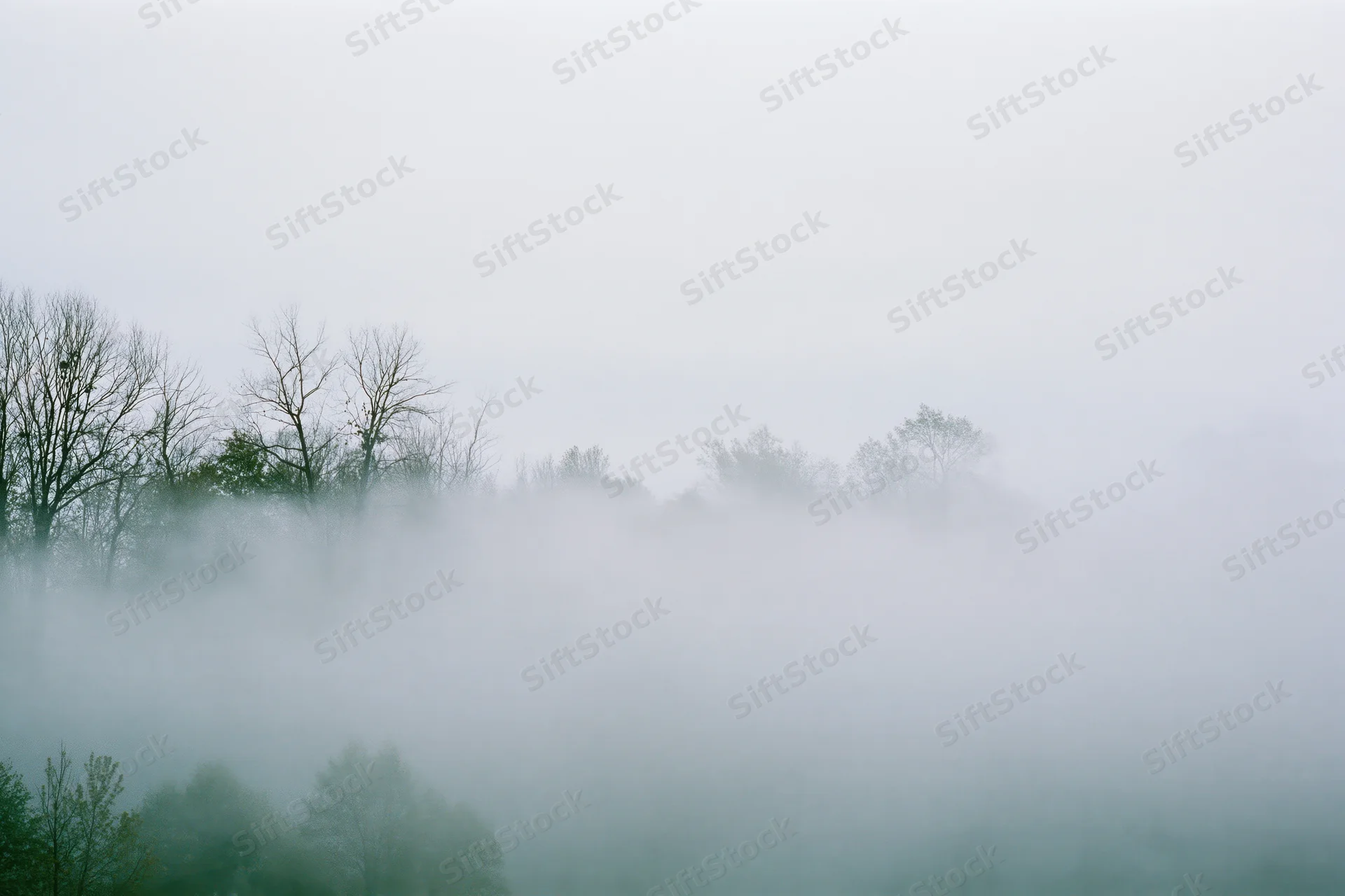 Dense fog blanketing a treeline with bare branches and green foliage in a misty morning landscape