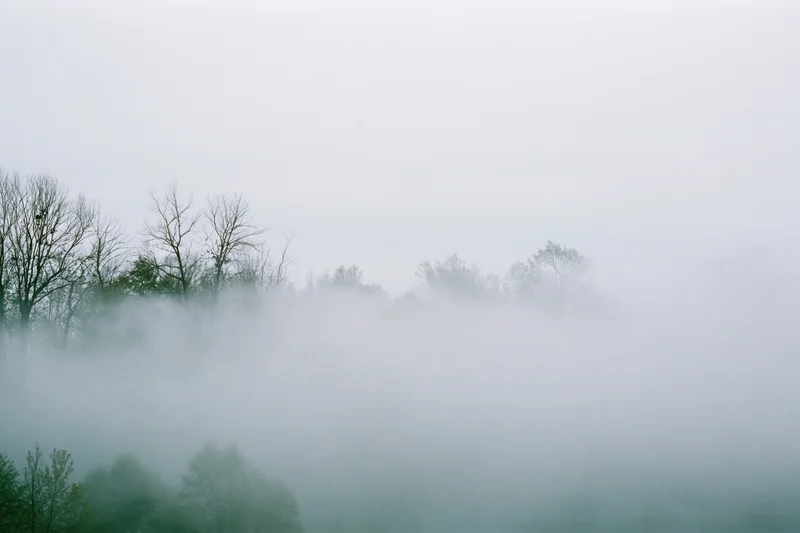 Dense fog blanketing a treeline with bare branches and green foliage in a misty morning landscape