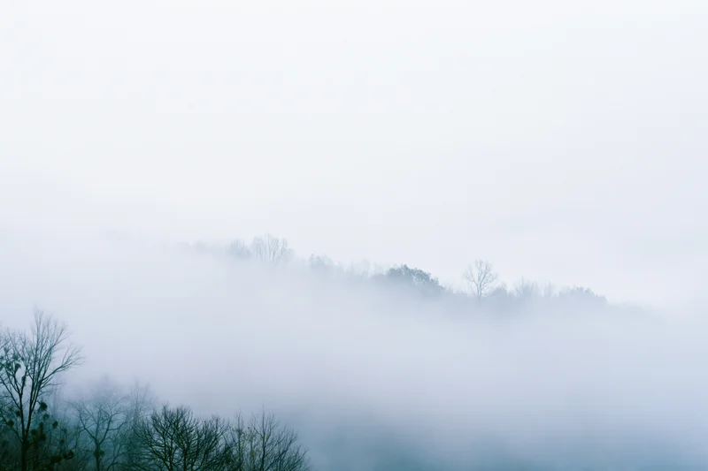 Dense fog blankets a treeline with bare trees visible above the mist in a serene morning landscape