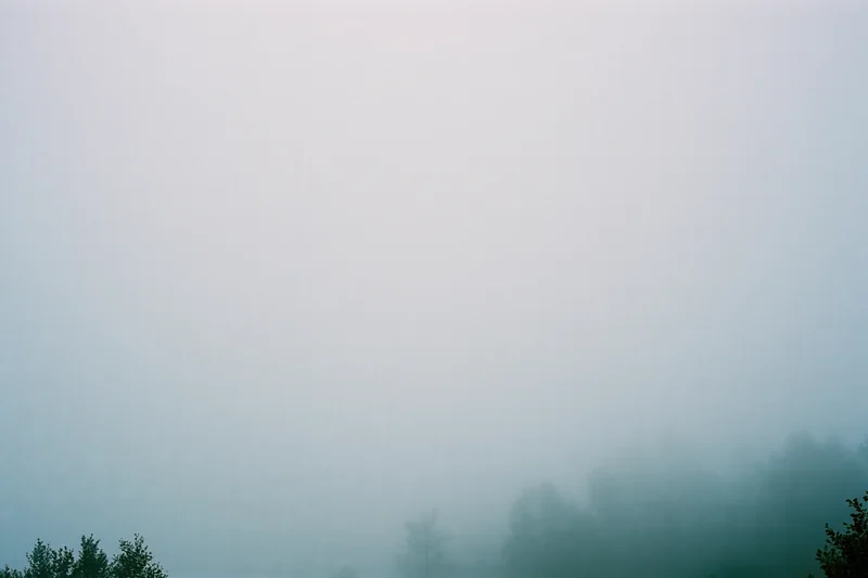 Dense fog over a treeline in a wide landscape view at dawn