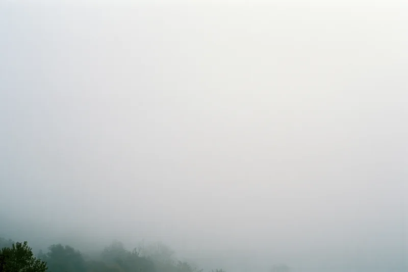 Dense fog covering a treeline in a wide landscape view at dawn