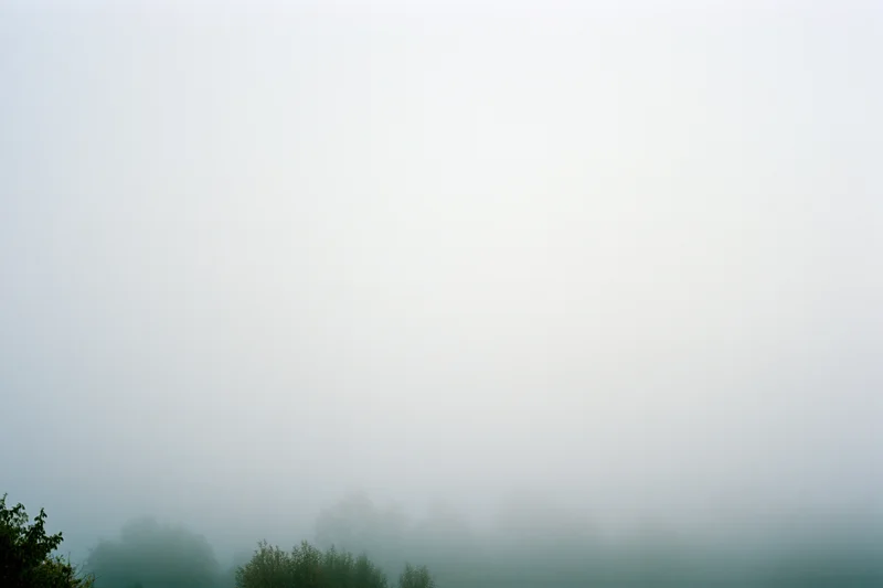 Dense fog over a treeline in a wide landscape view at dawn