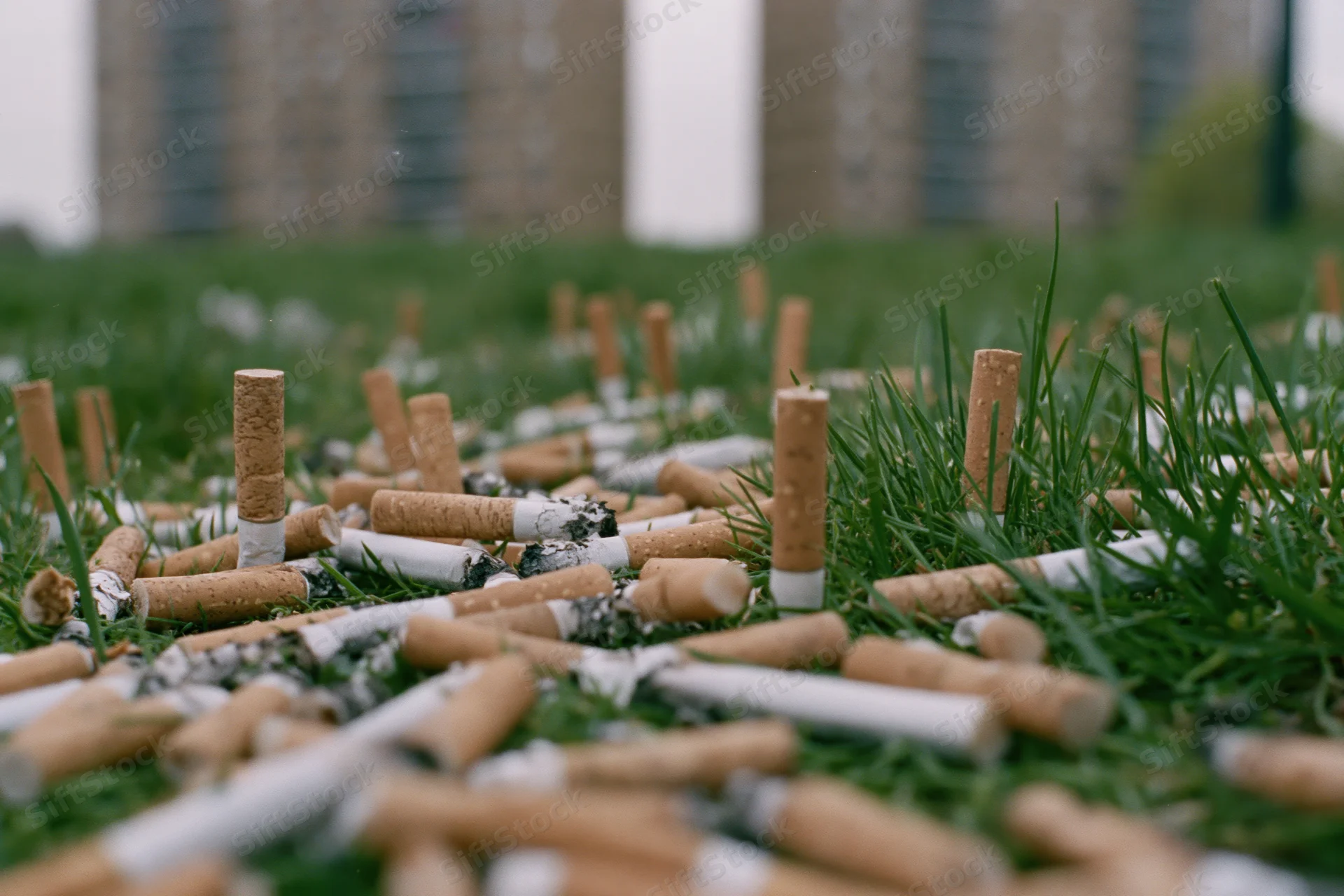 Discarded cigarette butts scattered densely across green grass in an urban park setting