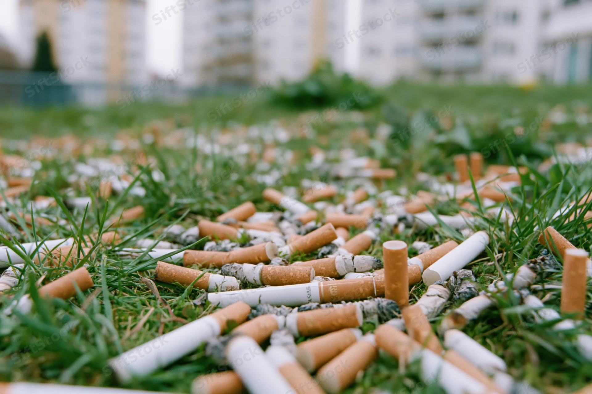 Discarded cigarette butts scattered densely across grass in an urban outdoor space