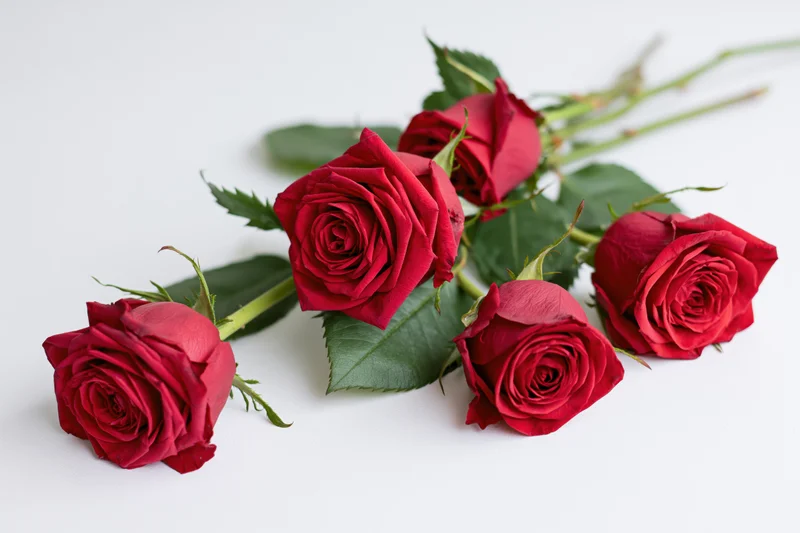 Five red roses with green leaves and stems arranged loosely on a white surface