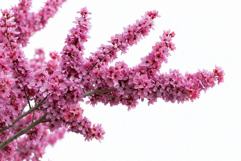 Flowering plum tree branches covered in dense pink blossoms against white background
