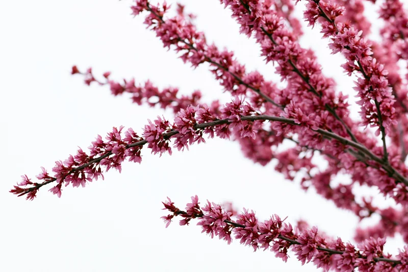 Flowering plum tree branches covered in dense pink blossoms against a bright sky