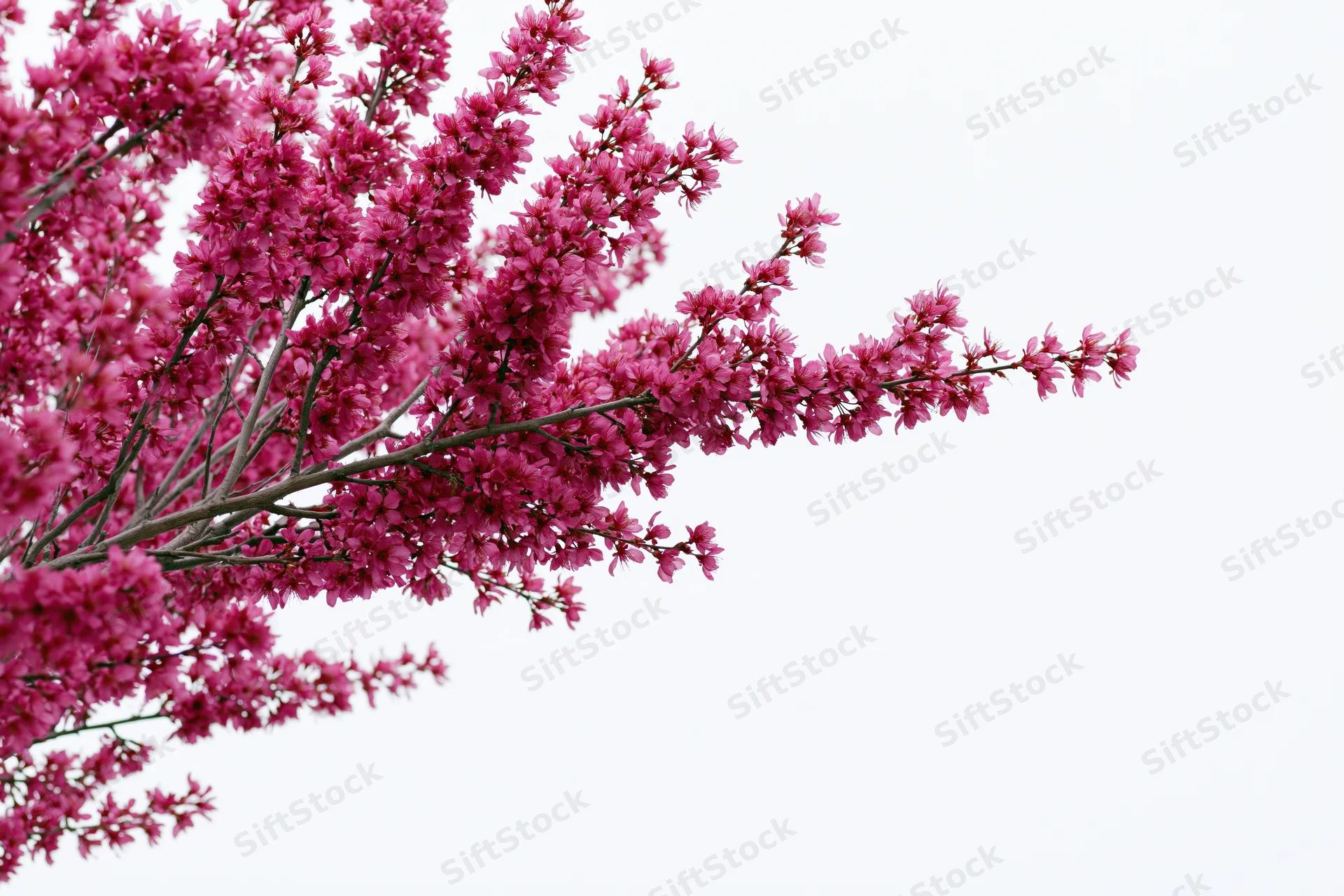 Flowering plum tree branches covered in dense pink blossoms against a bright sky