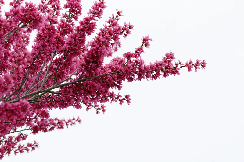 Flowering plum tree branches covered in dense pink blossoms against a bright sky