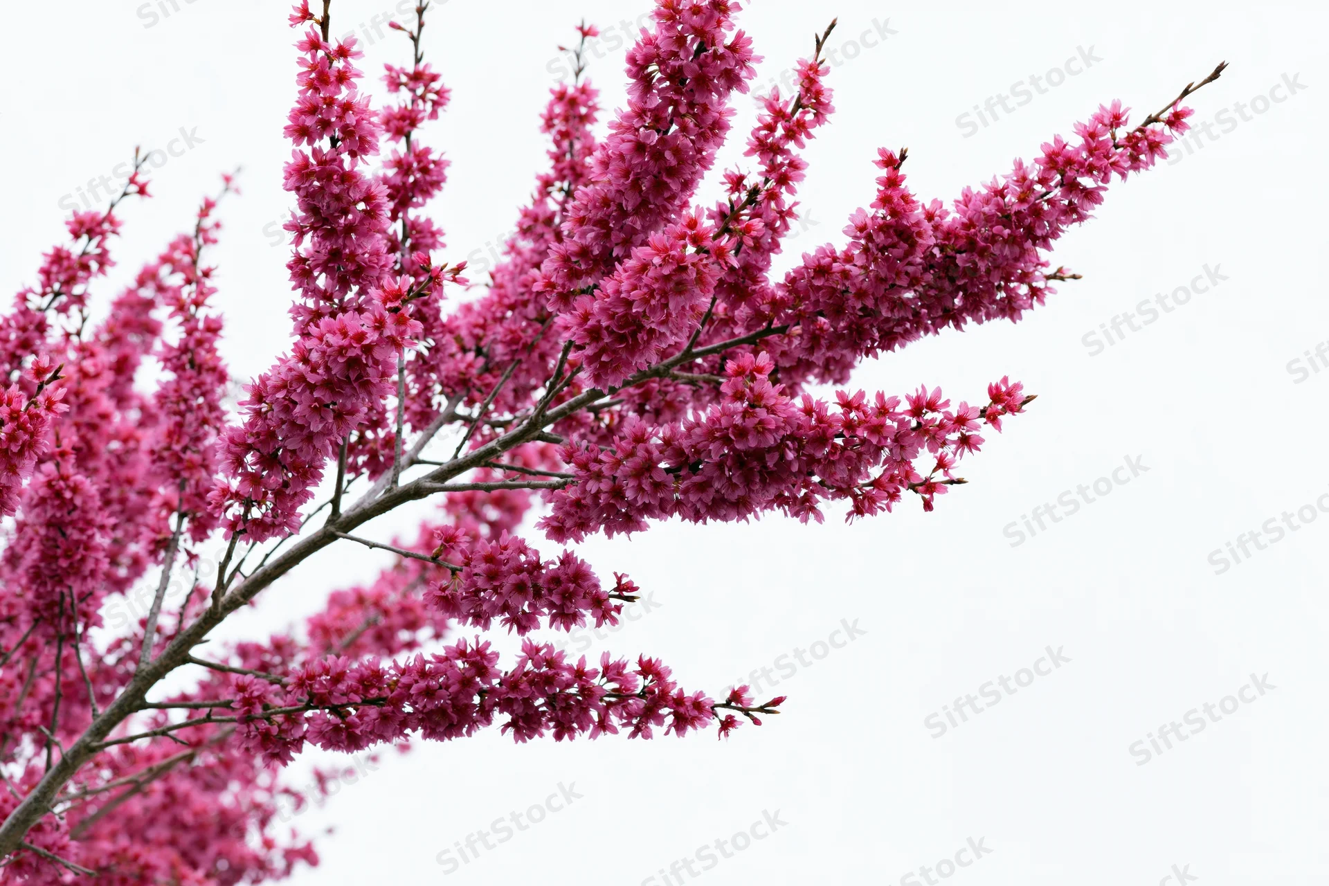 Flowering plum tree branches covered in dense pink blossoms against a bright sky