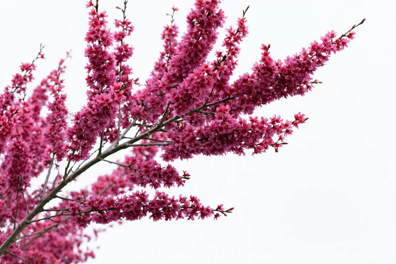 Flowering plum tree branches covered in dense pink blossoms against a bright sky
