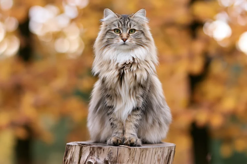 Fluffy longhaired tabby cat sitting upright on a tree stump in autumn foliage
