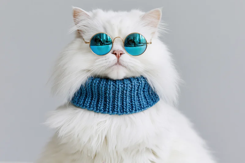 Fluffy white persian cat wearing round metal sunglasses and blue knitted scarf in studio portrait