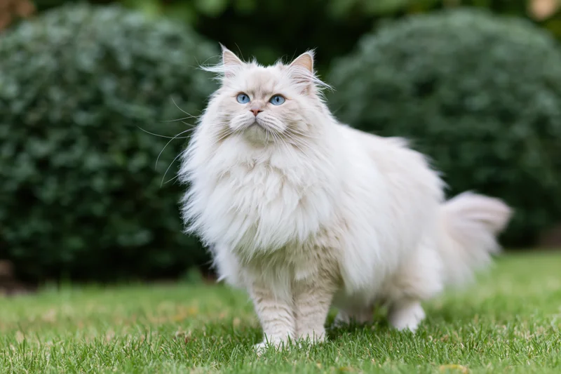 Fluffy white longhaired cat standing alert on grass in a garden