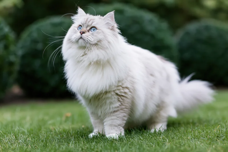Fluffy white long-haired cat standing on grass in a garden looking up