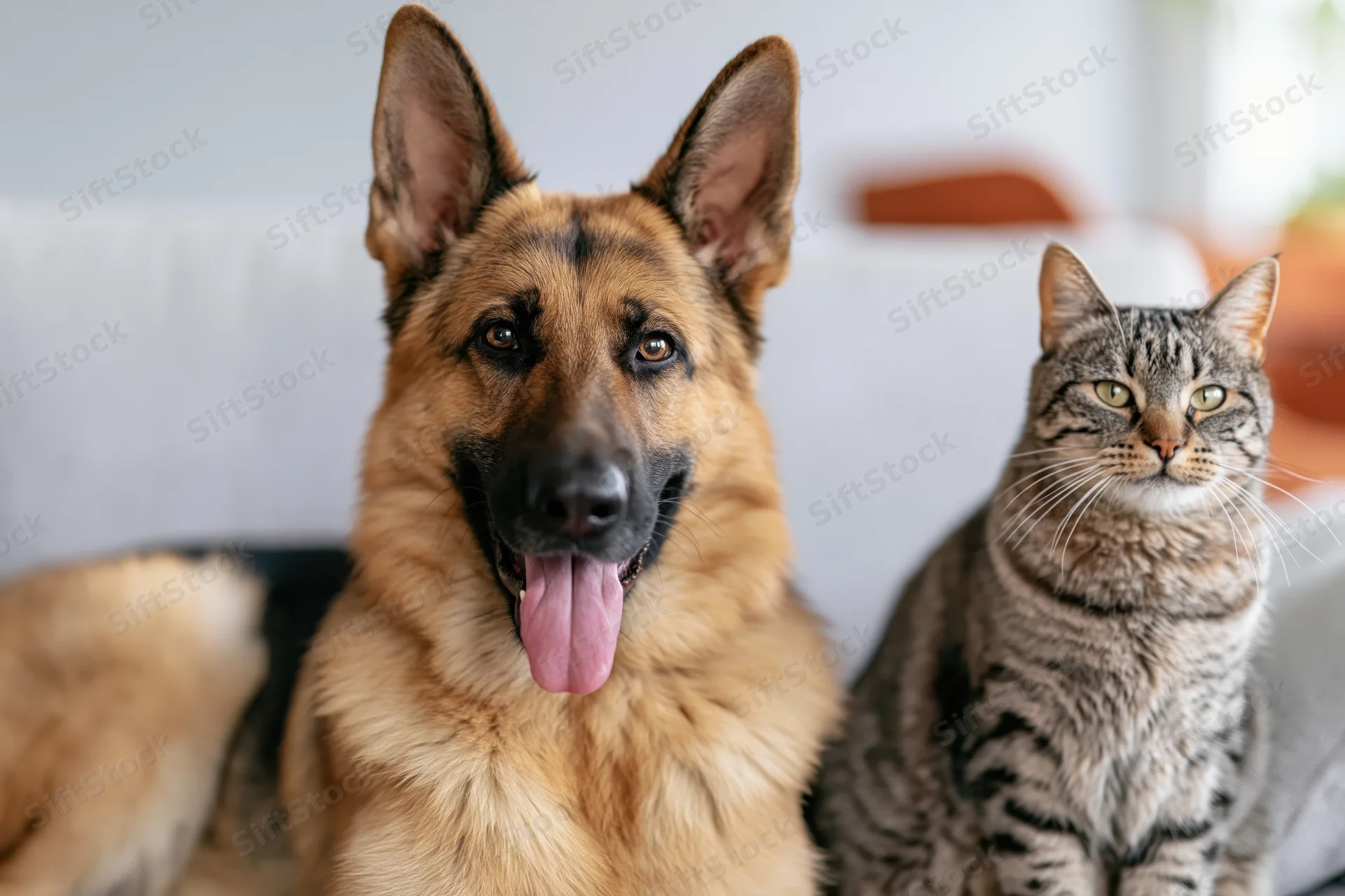 German shepherd dog with tongue out sitting beside a tabby cat on a couch