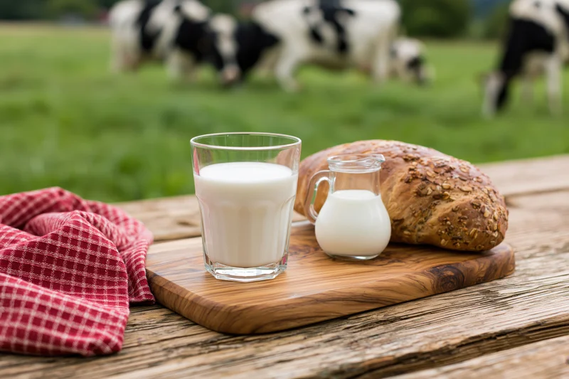 Glass of milk and small pitcher with bread on wooden cutting board on rustic table with cows grazing in green pasture behind