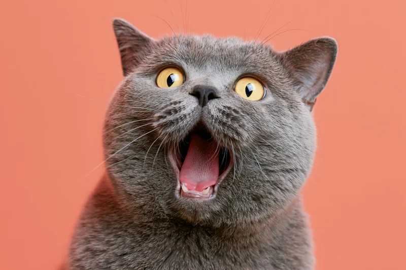 Grey british shorthair cat with wide open mouth and bright yellow eyes looking up against orange background