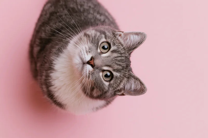 Grey and white tabby cat looking up from overhead view on pink background