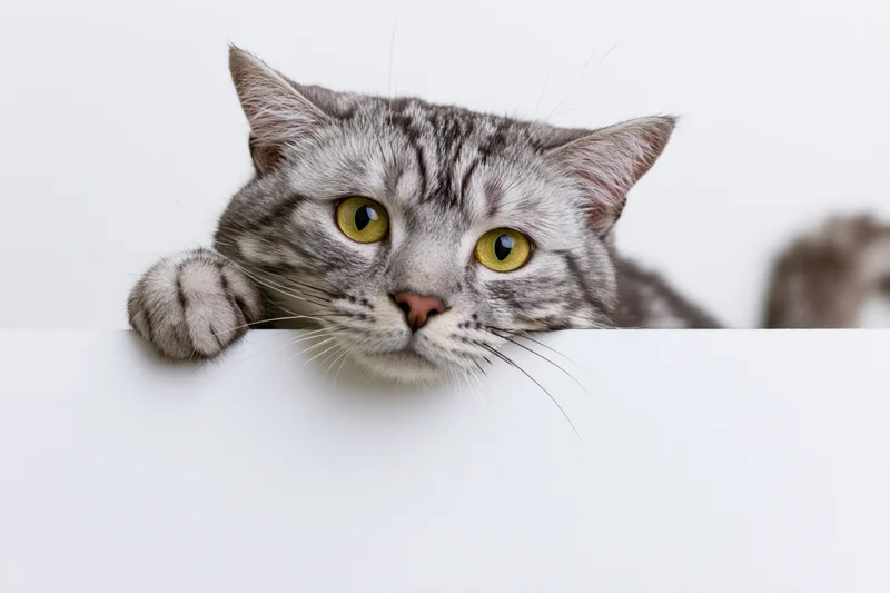 Grey tabby cat peeking over white blank sign with paw resting on edge